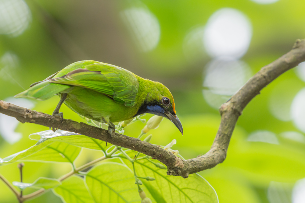 Adult male Golden-fronted Leafbird (Chloropsis aurifrons) perching on a branch with green blurred background.
