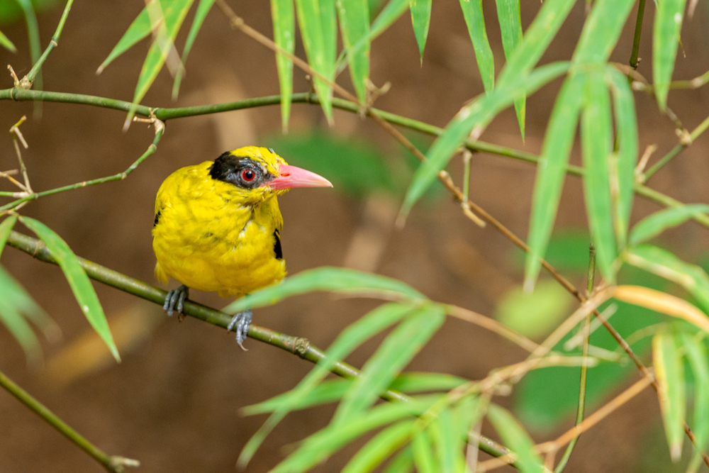 Black-naped Oriole (Oriolus chinensis) perching on a bamboo branch in the garden.
