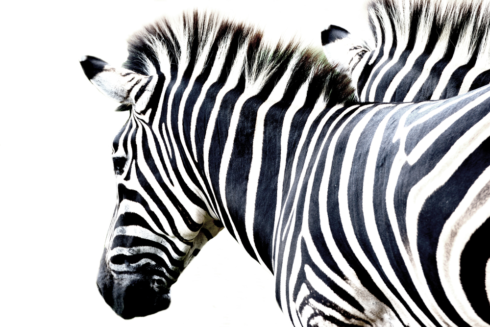 portrait zebra isolated  on white background
