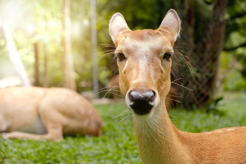 Antelope is lying in a green garden.