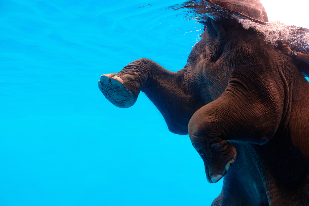 Elephant show swimming and blow the bubbles out of the trunk underwater in Thailand.