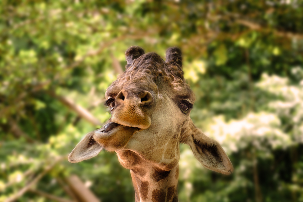 Giraffes are making funny faces in the jungle.