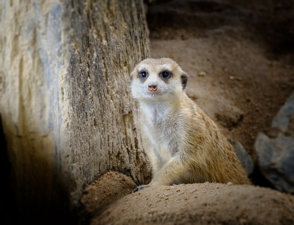 Meerkat looking ahead in the rocky hollow, on a comfortable day.