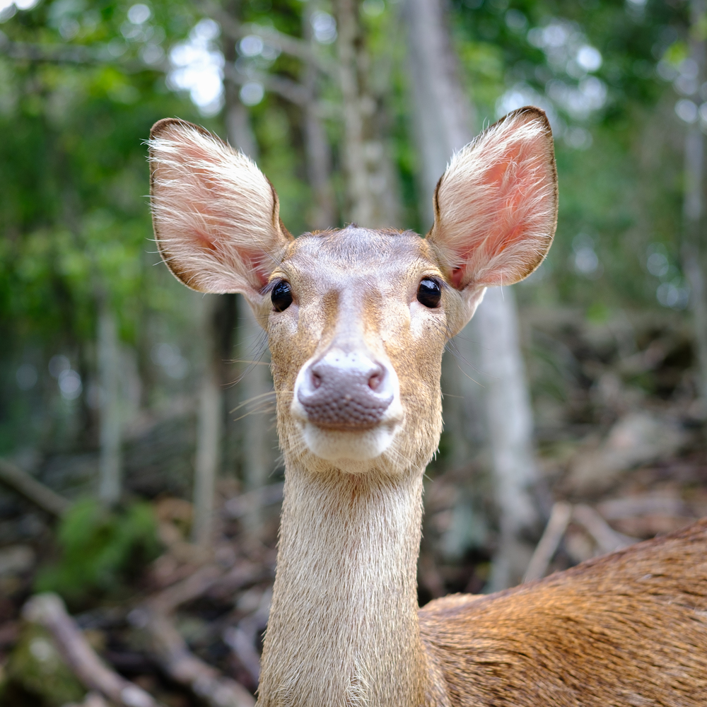 close up head of deer in open zoo, Thailand, Morning sun.