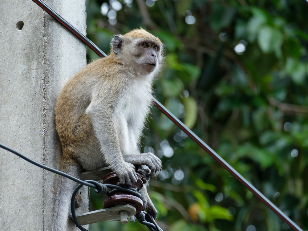 Monkey sitting on a pole