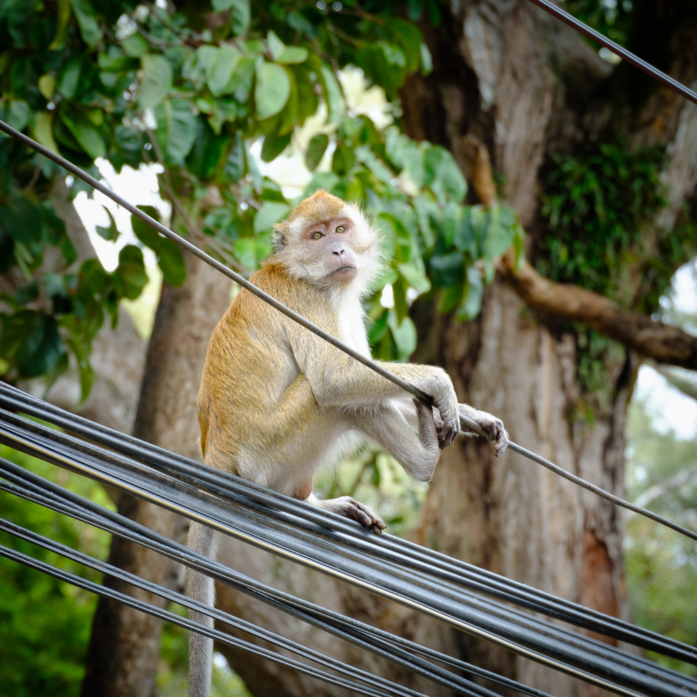 Monkey sitting on a pole, Look forward