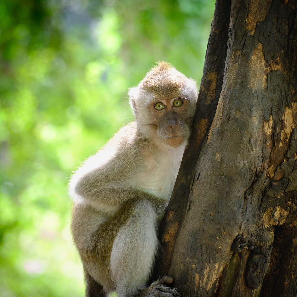 Monkeys sitting on a tree, lives in a natural forest of Thailand, With space to write.