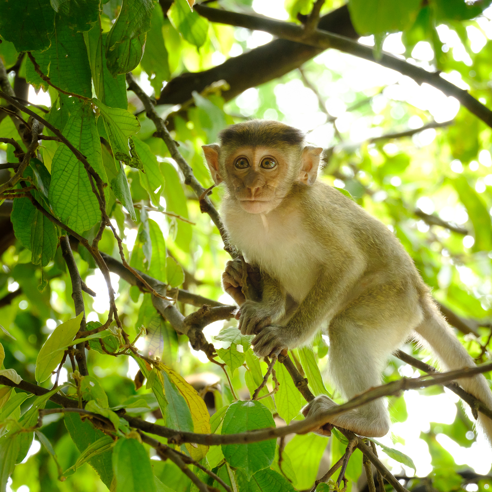 Monkeys on a tree, lives in a natural forest of Thailand, With space to write.