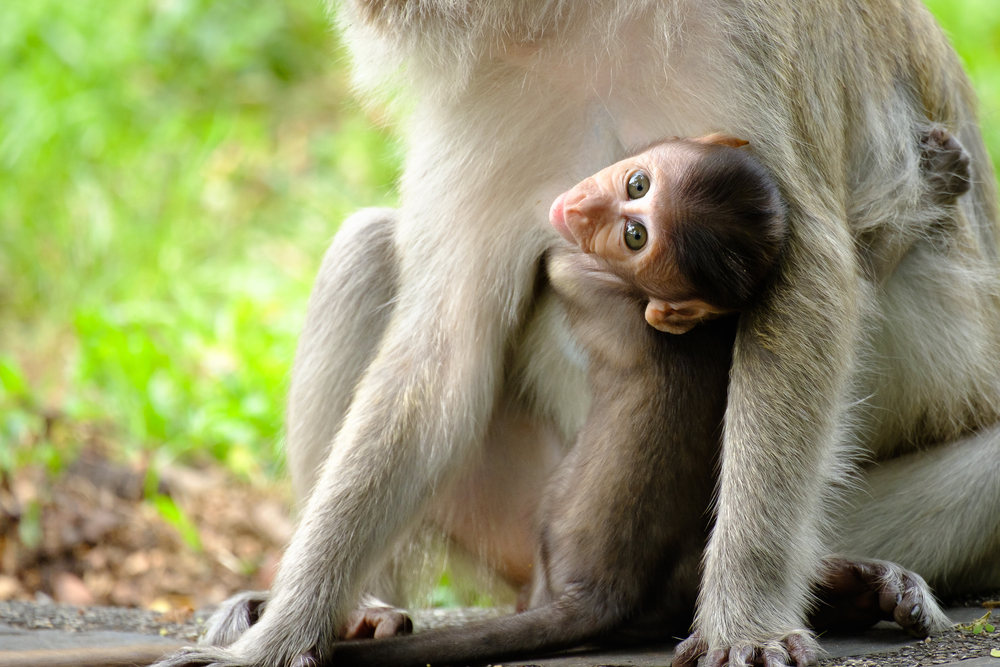 Eyes baby monkey looking straight forward and hugging mom.