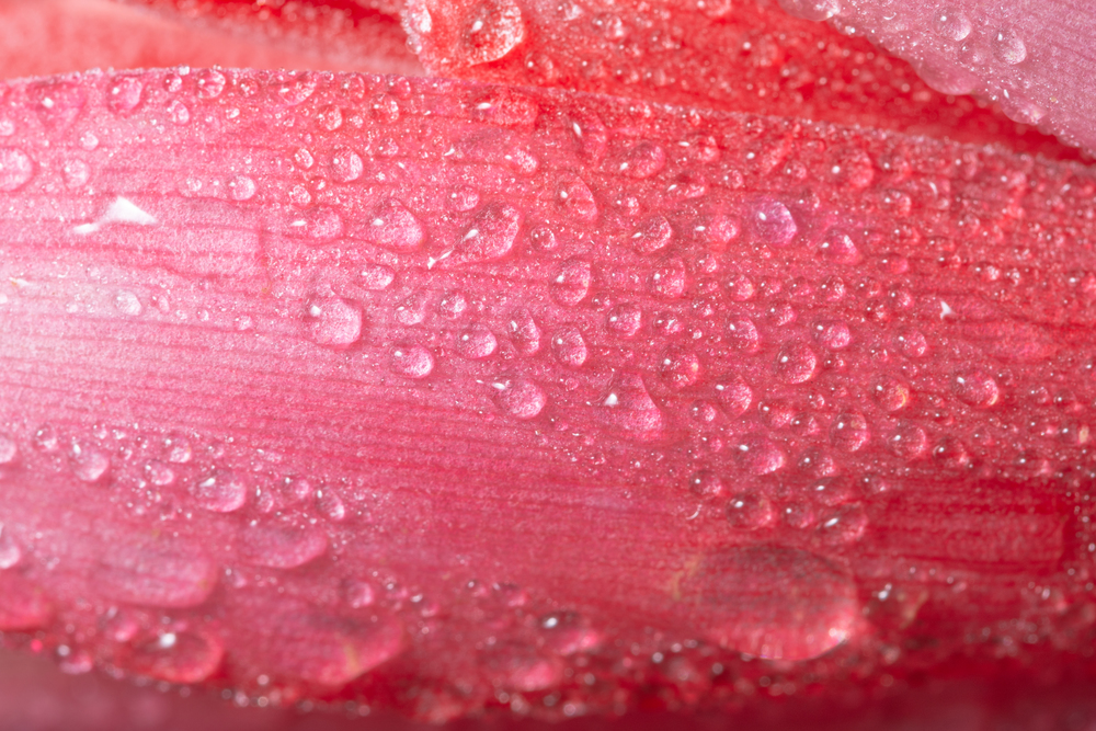 Macro background, water drops on pink flowers