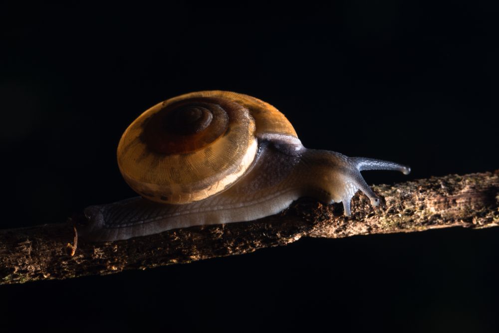 Macro snail on a branch