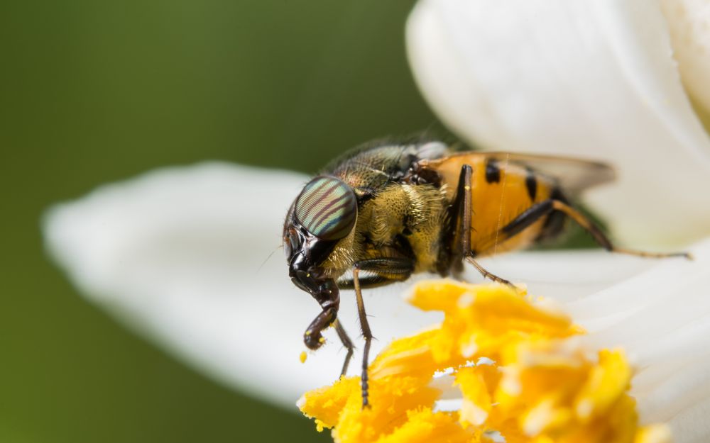 Macro Syrphidae are looking for food.