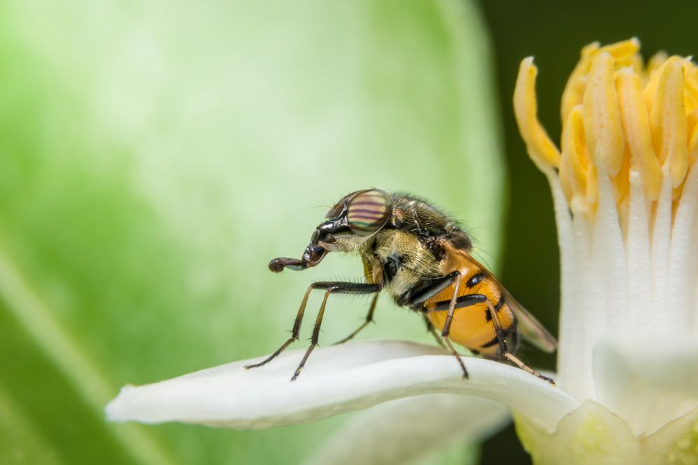 Macro Syrphidae are looking for food.