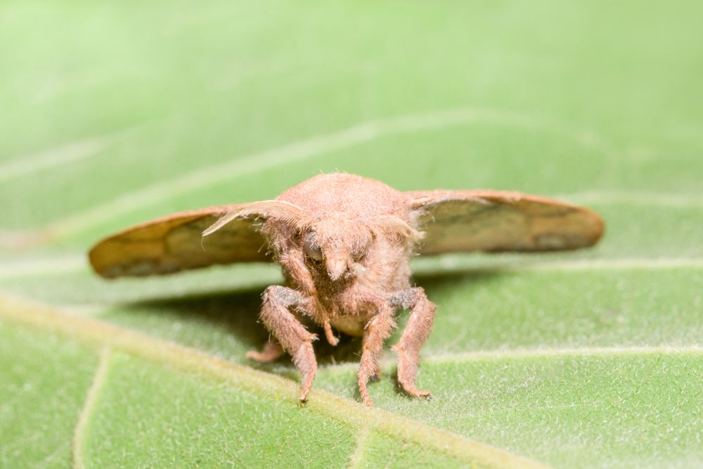 Moth on the leaf