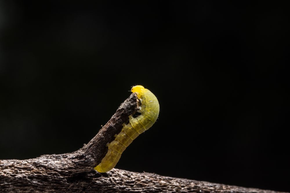 Macro Worm on a Branch