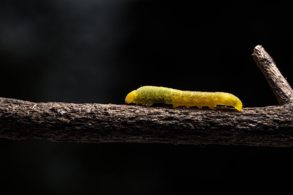 Macro Worm on a Branch