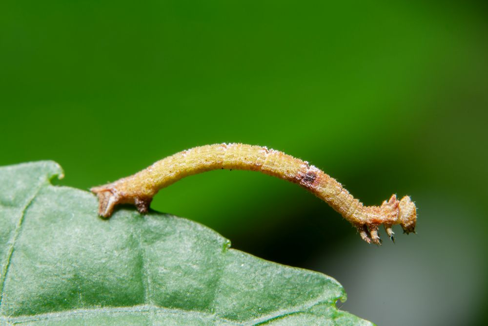 Macro worm on the plant.