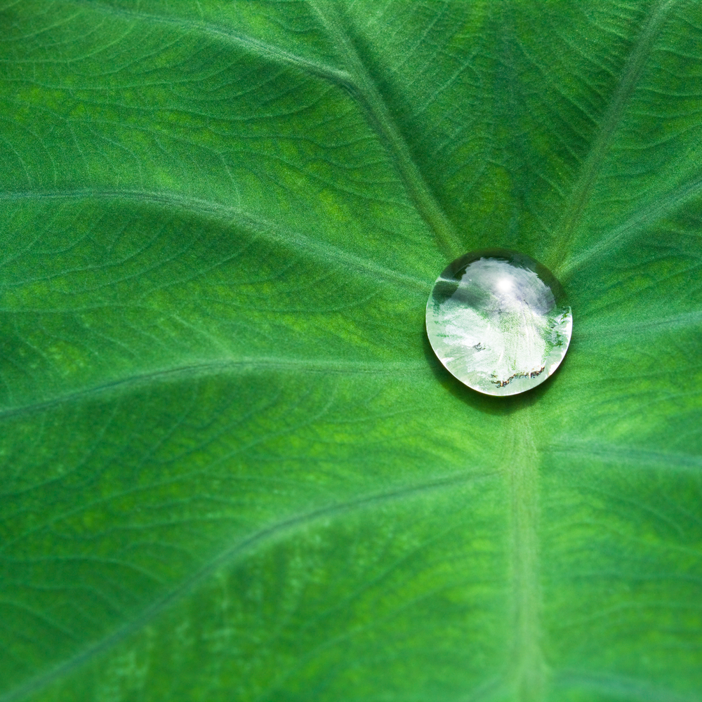 nice detail of water drops on leaf - macro detail