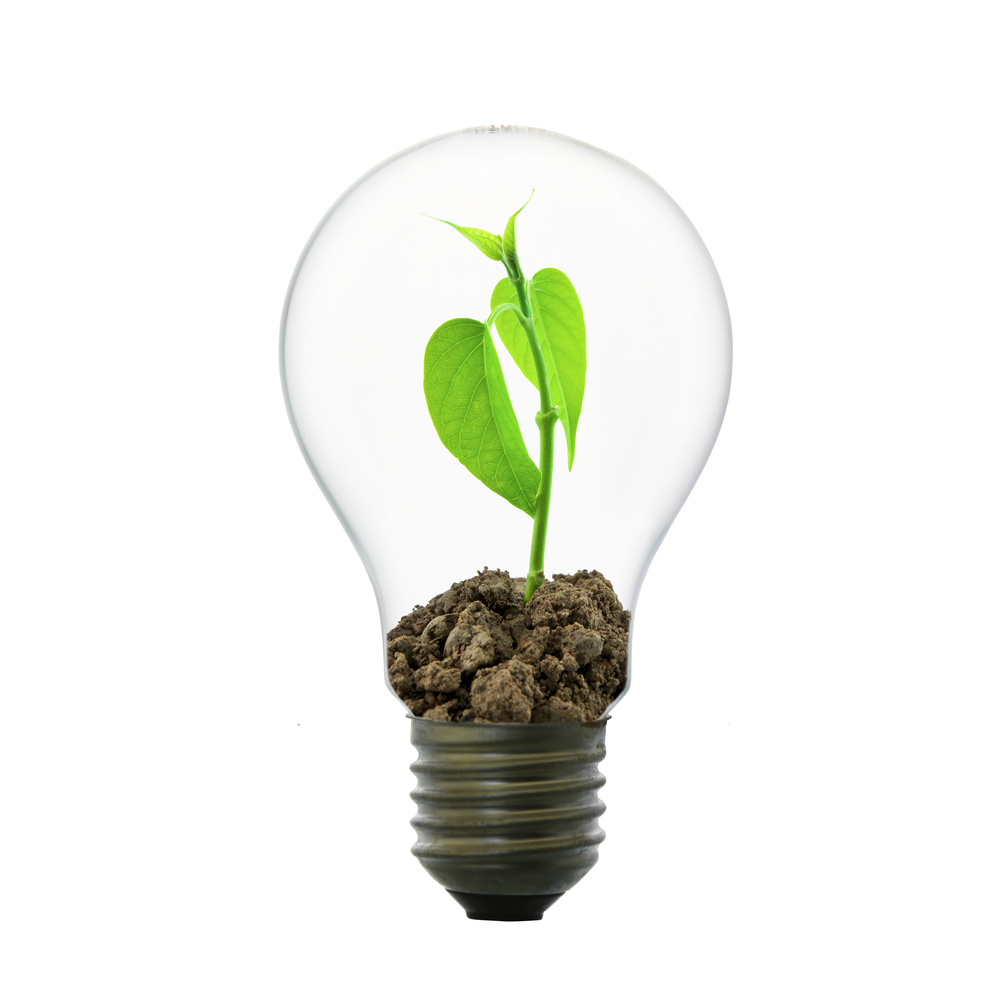 Small plant in light bulb, conservation concept