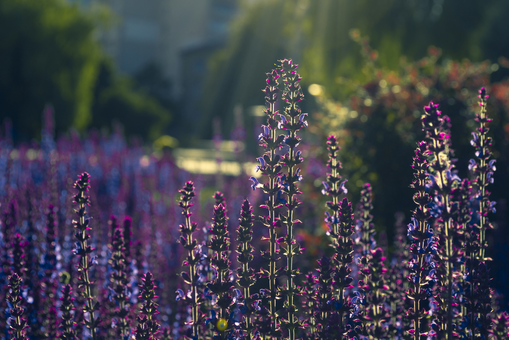 Lupin field with purple and pink flowers. Sunlight shining on plants. Spring and summer