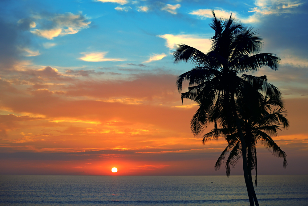 Silhouette coconut palm tree against backdrop magnificent sunset over ocean