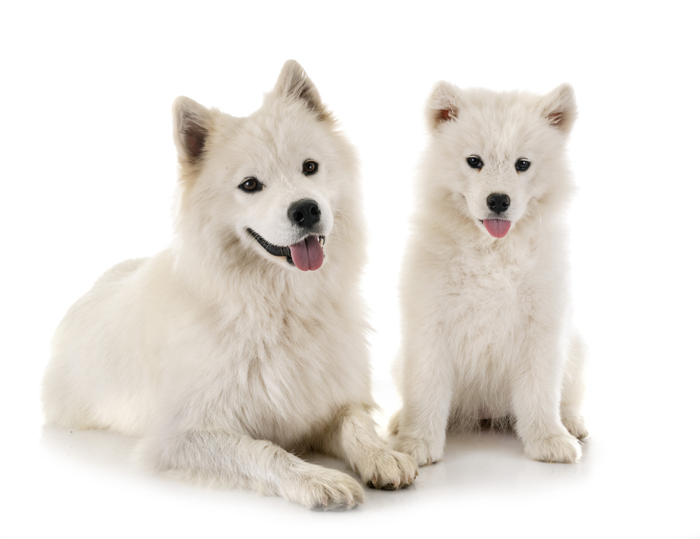 samoyed dogs in front of white background