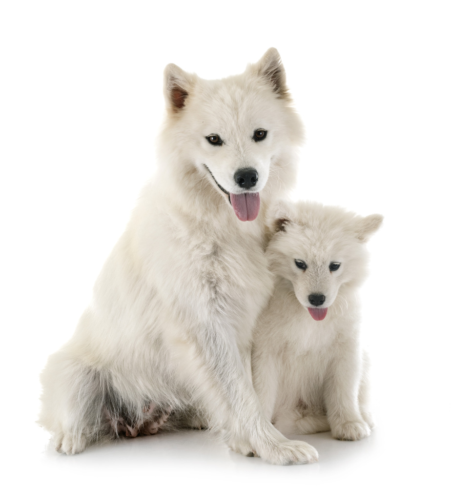 samoyed dogs in front of white background