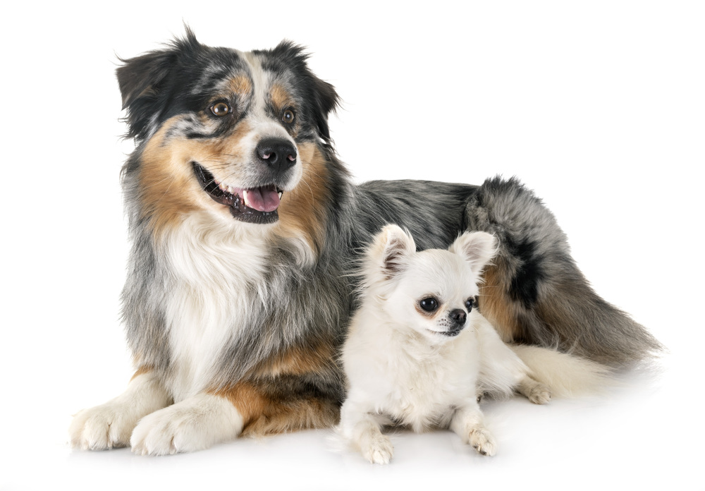 australian shepherd and chihuahua, in front of white background