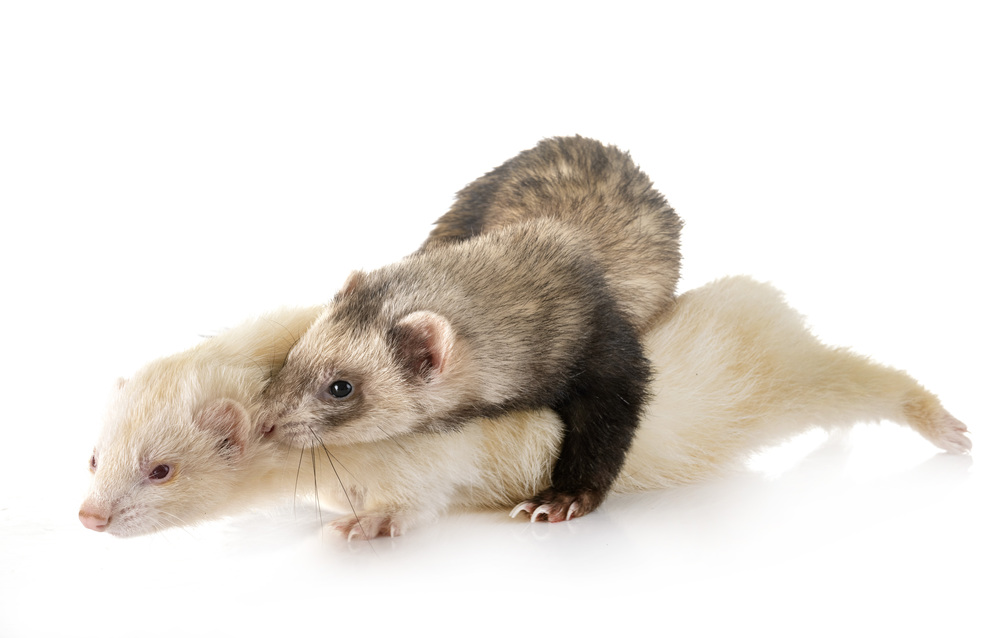 two ferrets in front of white background