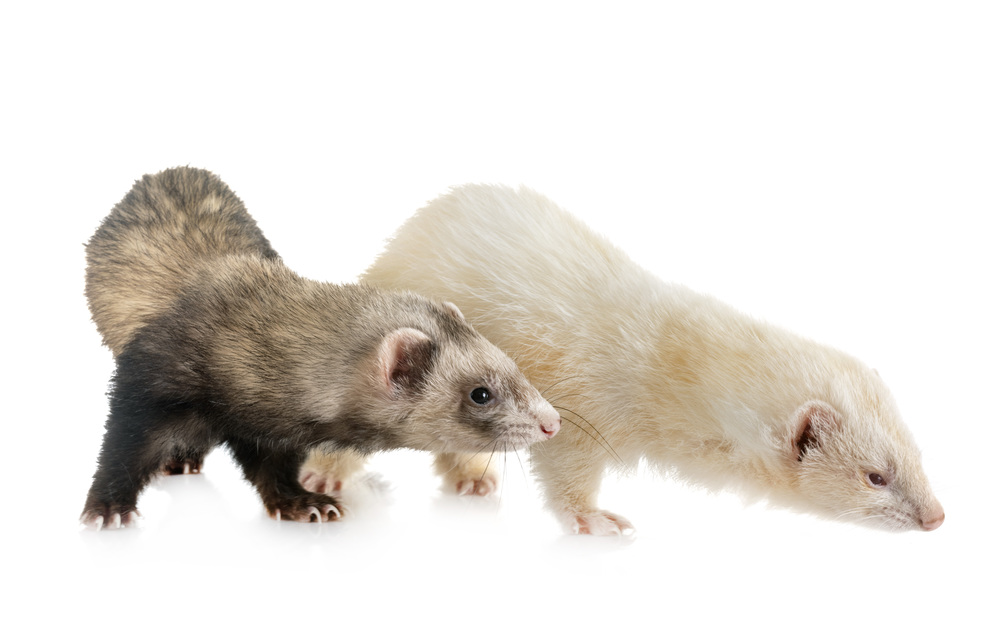 two ferrets in front of white background