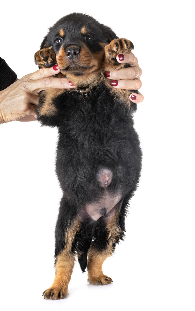 puppy with Umbilical hernia in front of white background