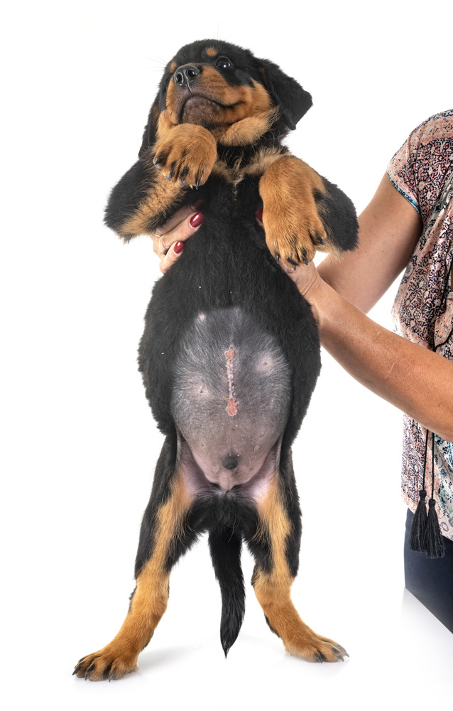 puppy with surgery for the Umbilical hernia in front of white background