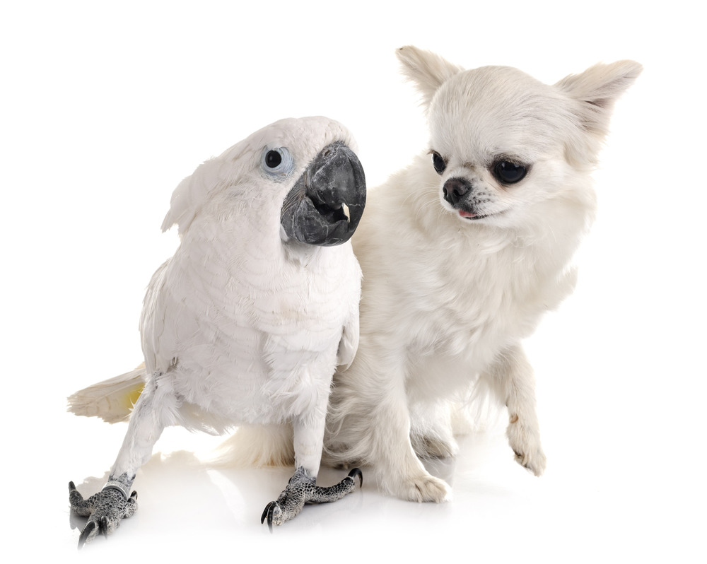 White cockatoo and chihuahua in front of white background