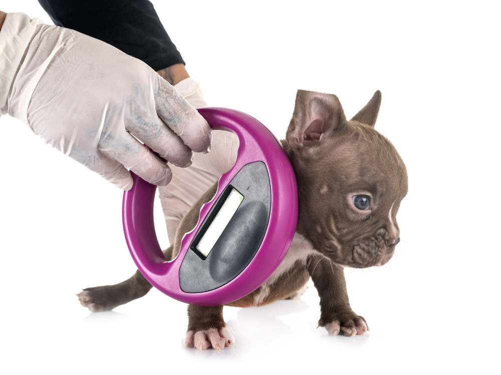 puppy american bully and microchip,  in front of white background
