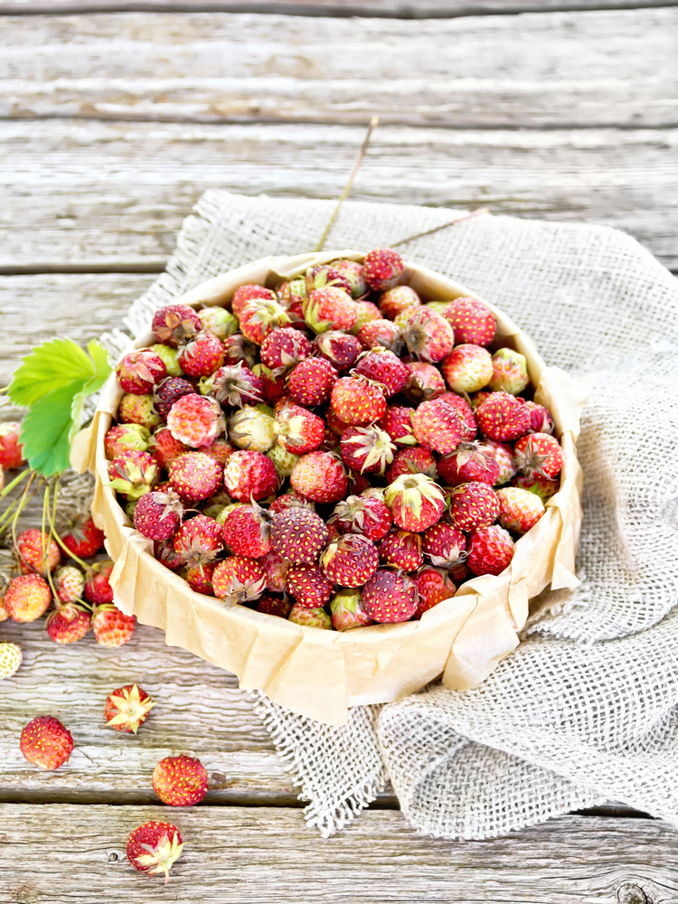 Wild ripe strawberries in a birch bark box with parchment, burlap on the background of wooden boards