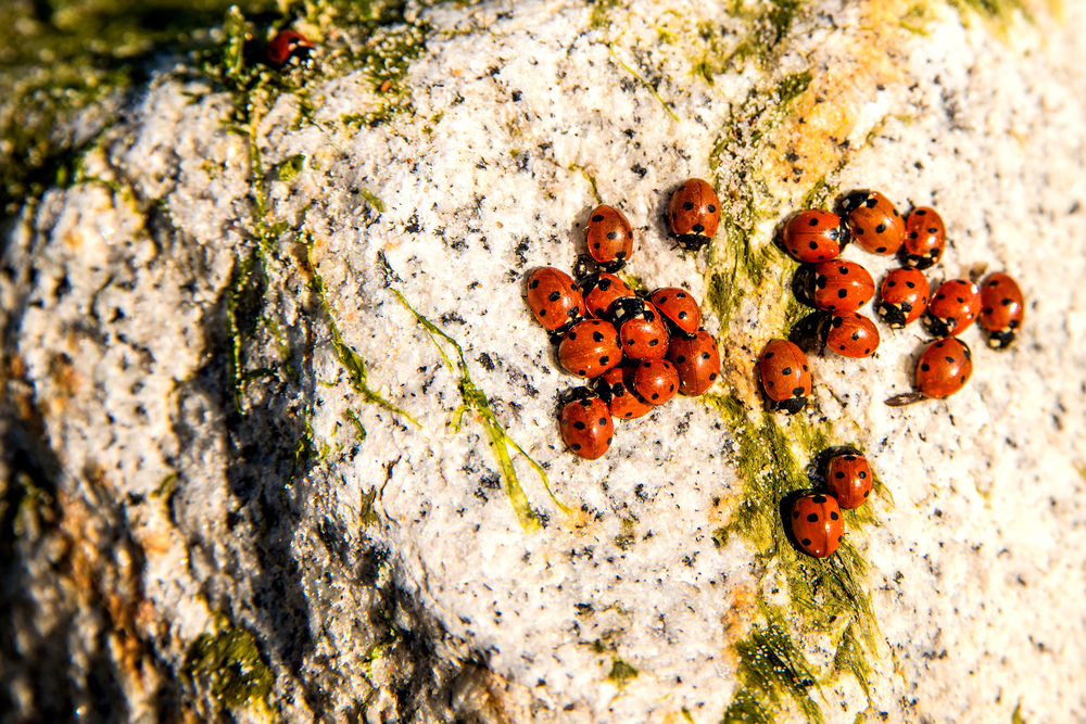lady beetles on a rock