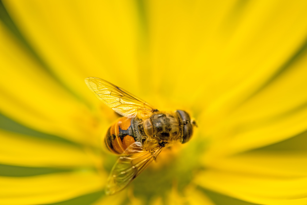 Drone fly, hoverfly on yellow flower