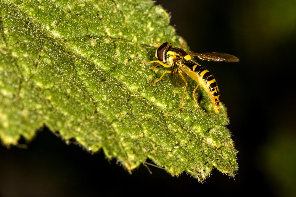 hoverfly in a macro on a leaf