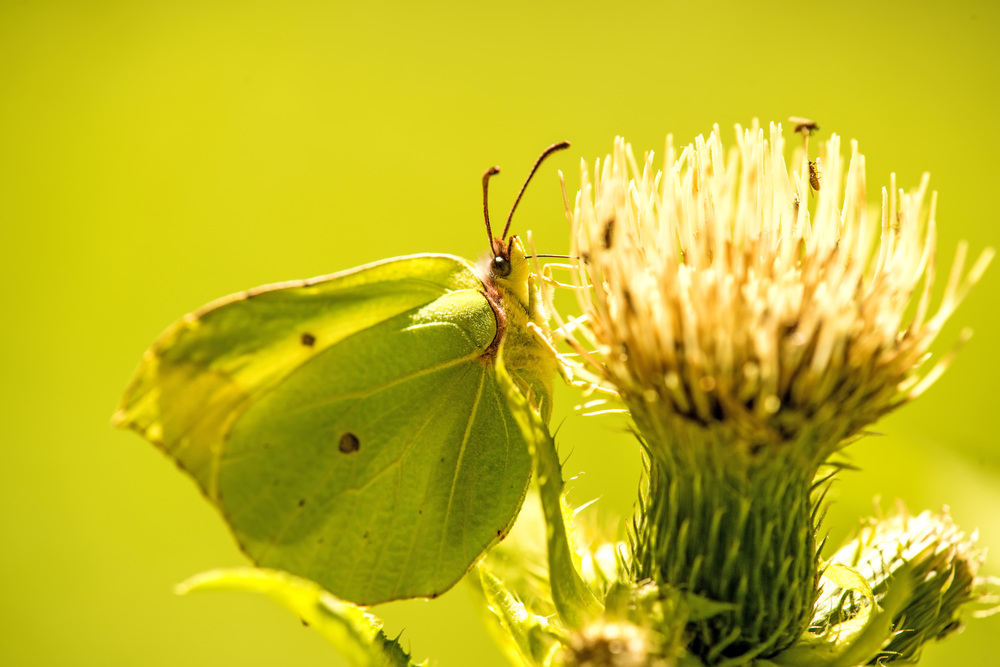 brimstone butterfly on a thistle flower