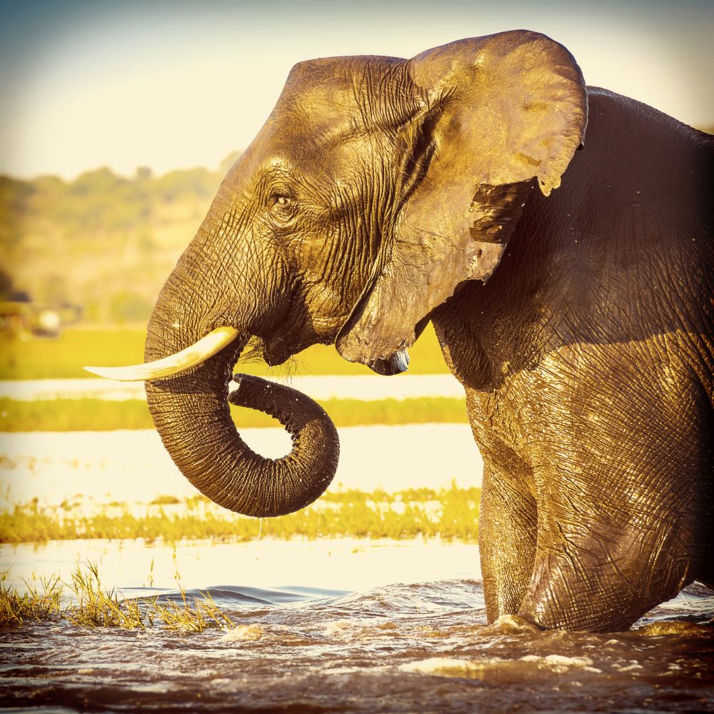 Portrait of an adult African Elephant wading through water in the Chobe National Park, Botswana, Africa with retro Instagram style filter effect