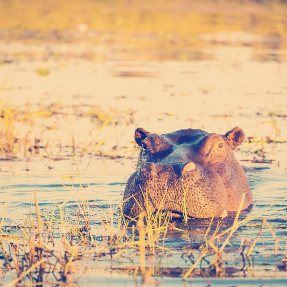 Hippopotamus or hippo in the Chobe River in Chobe National Park, Botswana, Africa with retro Instagram style filter effect