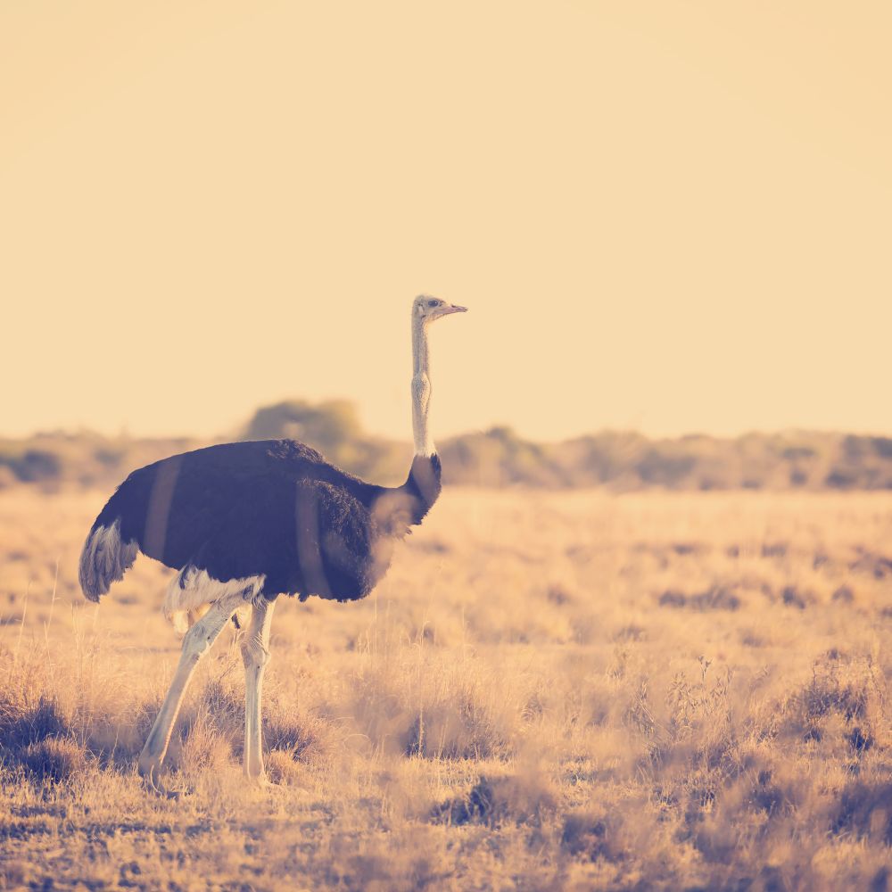 Beautiful Ostrich stands on the plains at sunset in Botswana, Africa with retro Instagram style filter effect