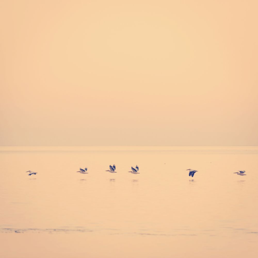 Pelicans glide across the Makgadikgadi Pan at dusk in Botswana, Africa with retro Instagram style filter effect