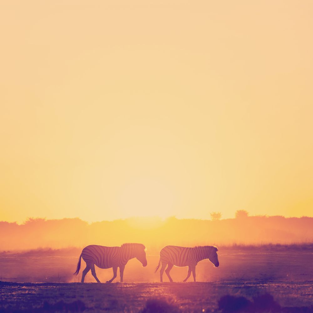 Zebra at sunset in Botswana, Africa with beautiful sunset light with retro Instagram style filter effect