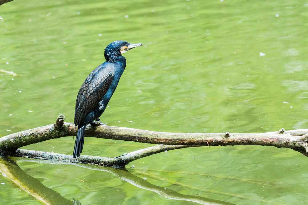 A Great Cormoran perched on a branch in a lake