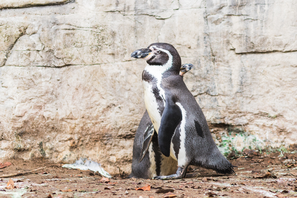 A Humboldt penguin (Spheniscus humboldti) also called Peruvian Penguin or Patranca on the rocks of a cliff.