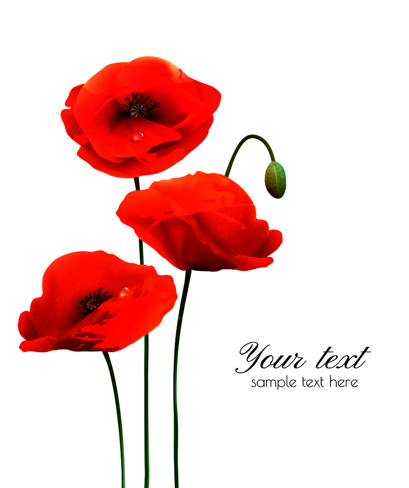 Red Poppy flowers isolated on white background. Vector illustration