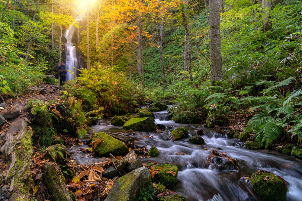 Oirase Autumn Fall Landscape of Forest woodland and waterfall in Aomori Tohoku Japan