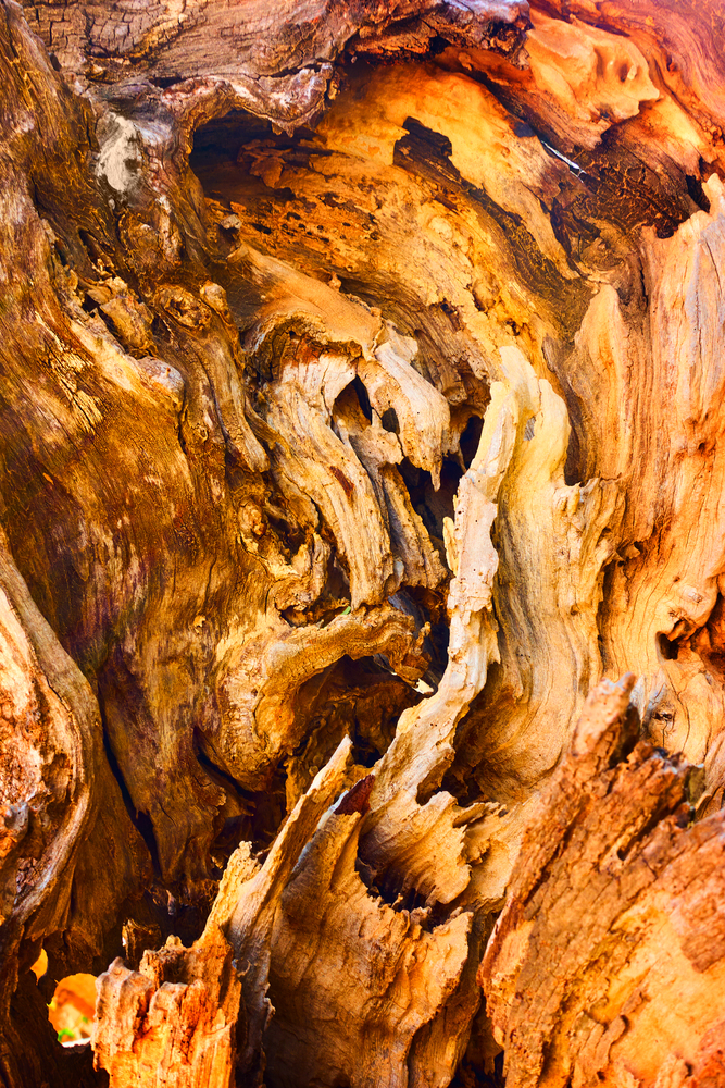 Fantastical wooden texture - cracked old tree close-up