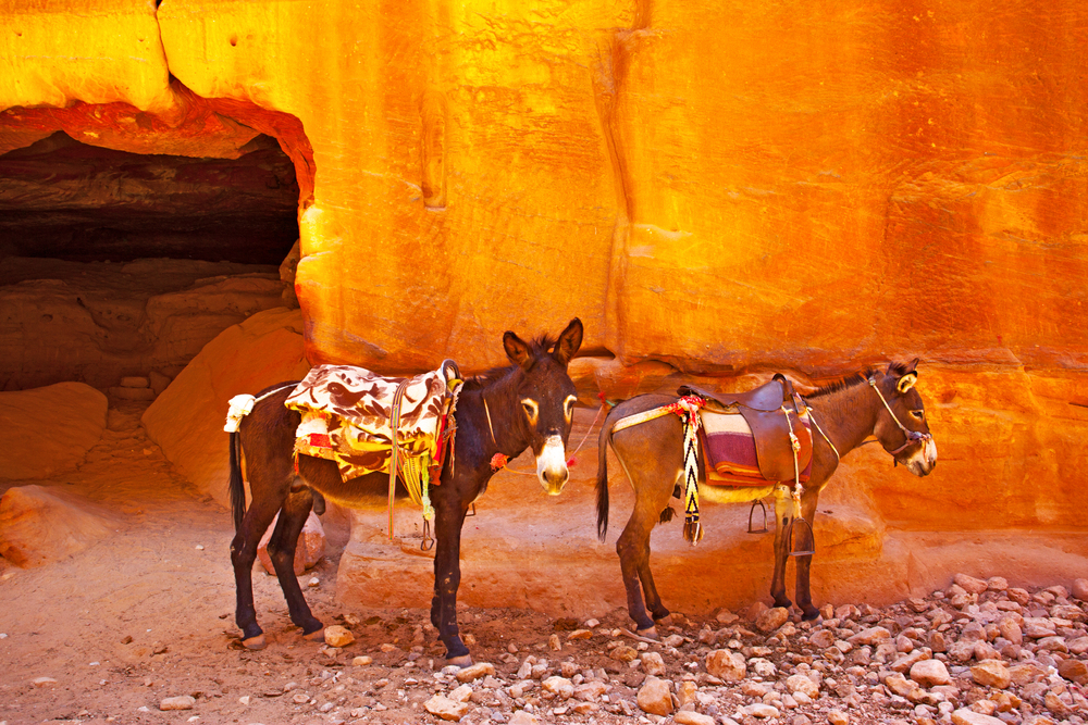 Donkeys with saddles in Petra. Jordan